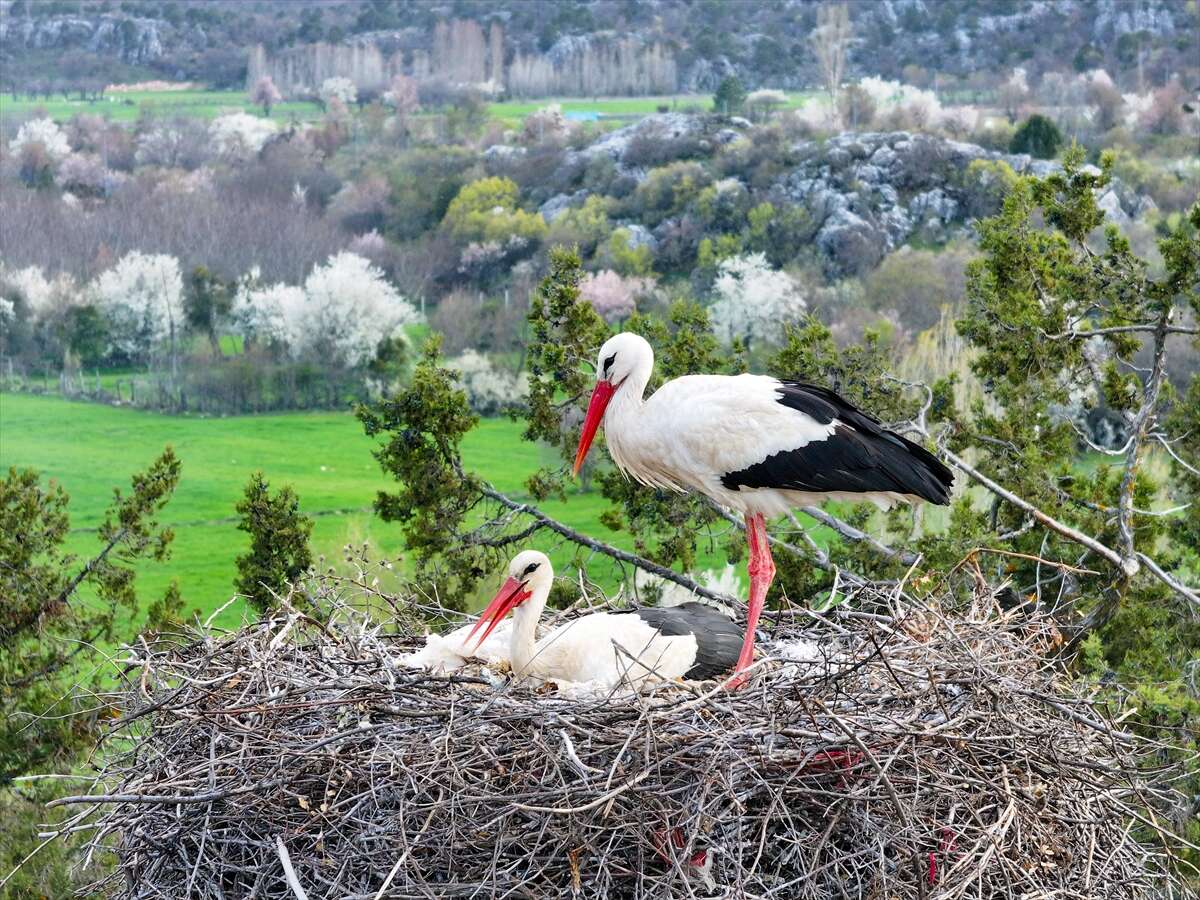 Konya’da doğanın en zarif nöbeti! Leylekler Vadisi’nde kuluçka heyecanı 3